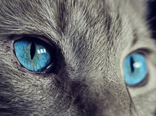 Conjonctivite du chat
